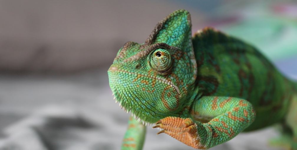 gecko 1